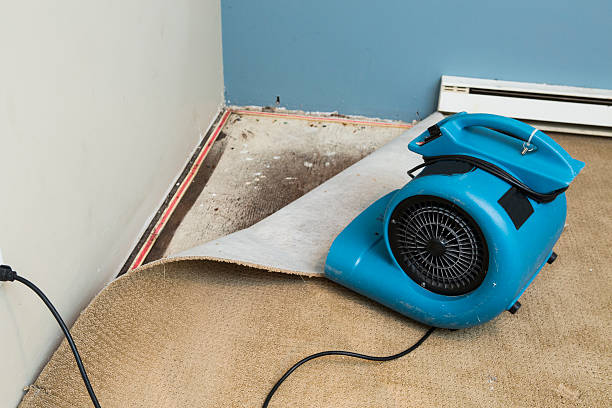 Best Mold removal after water damage  in Poquoson, VA